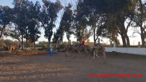 Agadir camel