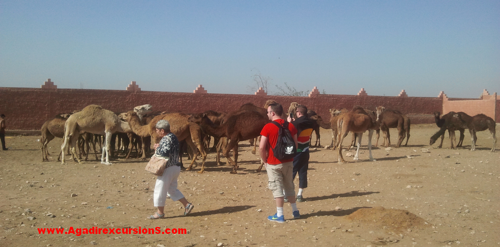 tour dans désert agadir