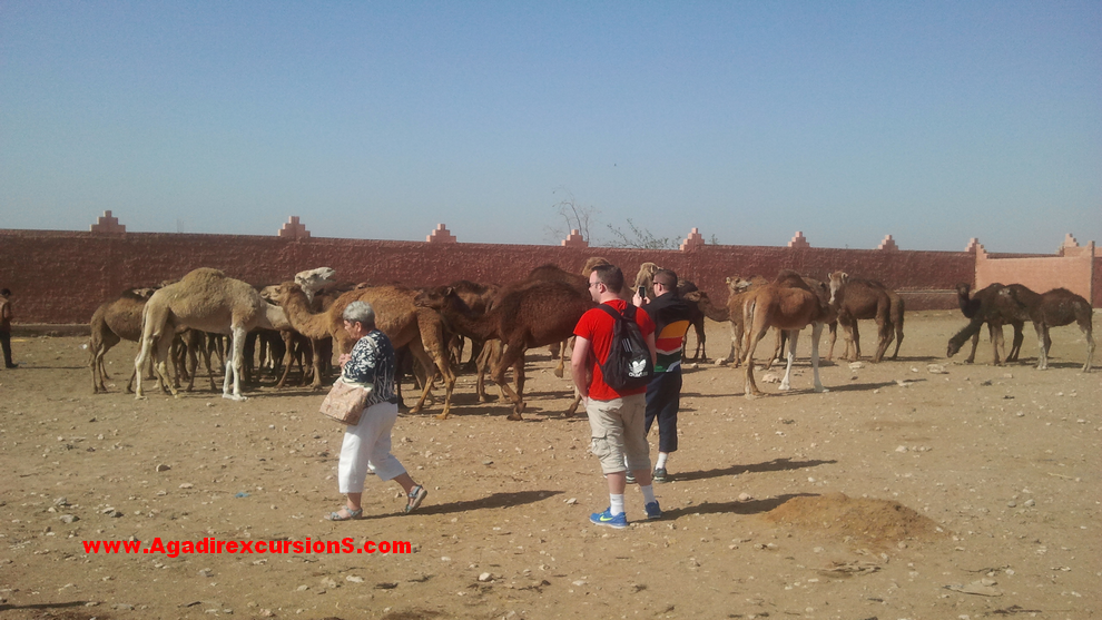 tour dans désert agadir